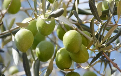Foto La producción de aceituna de mesa podría alcanzar las 564.000 toneladas