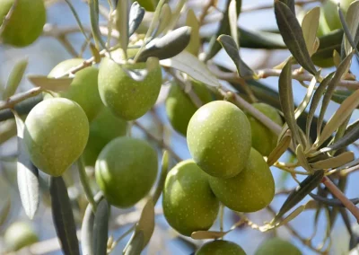 Foto La producción de aceituna de mesa podría alcanzar las 564.000 toneladas
