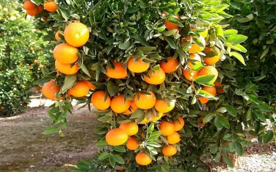 La propuesta de extensión de norma de Intercitrus es desequilibrada y está mal enfocada