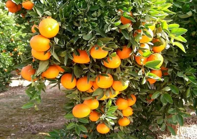Foto La propuesta de extensión de norma de Intercitrus es desequilibrada y está mal enfocada