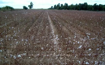 foto Manejo de los restos vegetales en el cultivo del algodón