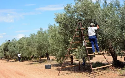 Foto Medidas fitosanitarias en la recolección de aceituna para verdeo