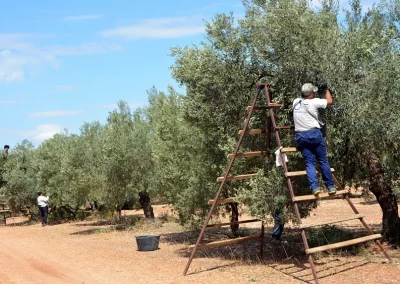 Foto Medidas fitosanitarias en la recolección de aceituna para verdeo