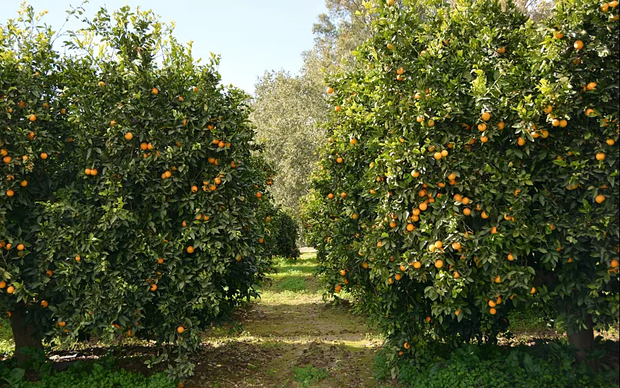 Foto Medidas preventivas ante el riesgo de alternaria en cítricos