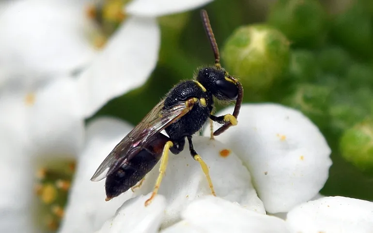 Nace DOÑANA REGENERA