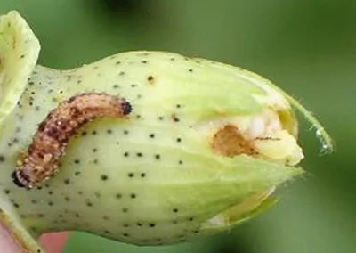Recomendaciones frente a la evolución de heliotis y earias en el cultivo de algodón en Andalucía Foto Recomendaciones frente a la evolución de heliotis y earias en el cultivo de algodón en Andalucía