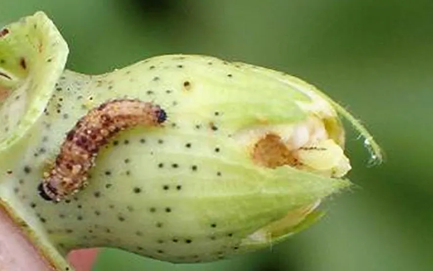 Recomendaciones frente a la evolución de heliotis y earias en el cultivo de algodón en Andalucía Foto Recomendaciones frente a la evolución de heliotis y earias en el cultivo de algodón en Andalucía