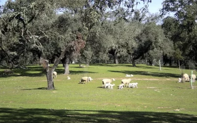 Foto Recomendaciones y medidas a aplicar para la prevención de la lengua azul en Andalucía