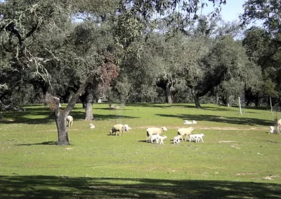 Foto Recomendaciones y medidas a aplicar para la prevención de la lengua azul en Andalucía
