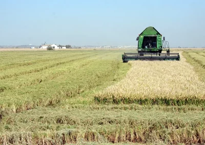 Foto Recta final de la recolección de arroz en la provincia de Sevilla