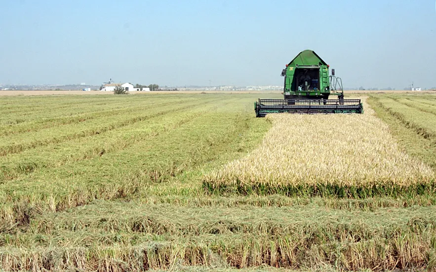 Recta final de la recolección de arroz en la provincia de Sevilla Foto Recta final de la recolección de arroz en la provincia de Sevilla