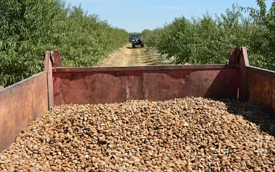 Foto Sevilla ya recolecta su almendra