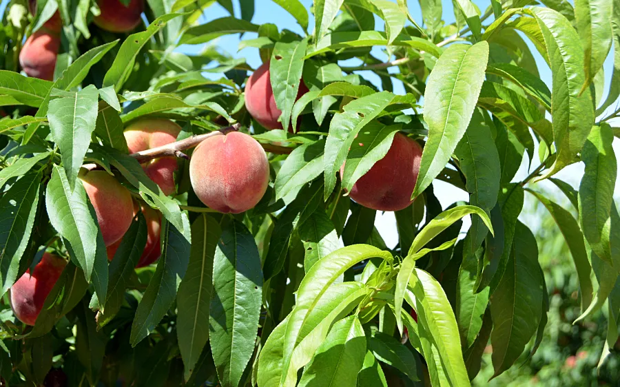 Tratamiento de invierno para proteger los frutales