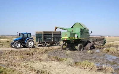 Foto Ya se ha cosechado el 20% del arroz en la pronvincia de Sevilla