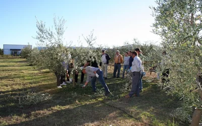 Foto Poda Olivo Guadiamar