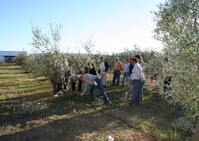 Foto Poda Olivo Guadiamar