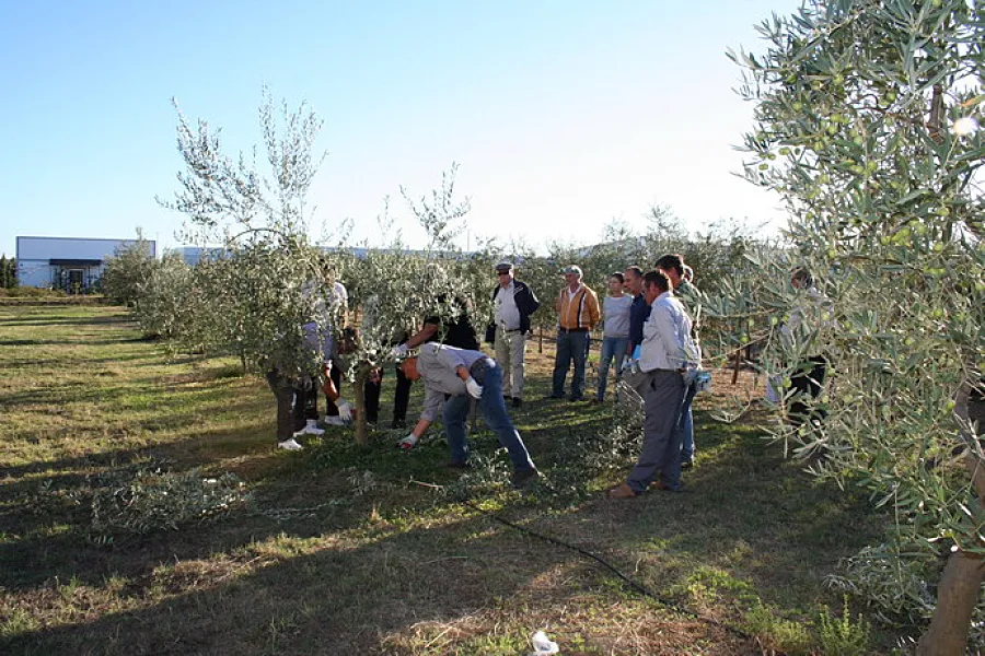 plantar Olivo Guadiamar copia Foto Poda Olivo Guadiamar