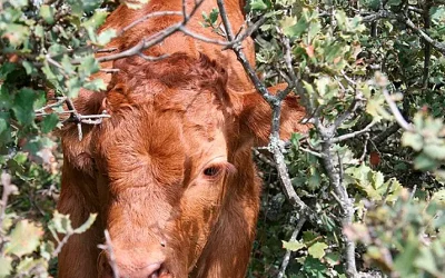 ASAJA reclama el cierre inmediato de las importaciones de carne Foto La Guardia Civil investiga al responsable de una explotación ganadera por la apropiación indebida de cuatro becerras