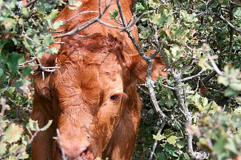 Foto La Guardia Civil investiga al responsable de una explotación ganadera por la apropiación indebida de cuatro becerras