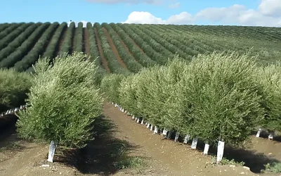 Foto ASAJA reclama el restablecimiento urgente de la recolección nocturna en el olivar en seto