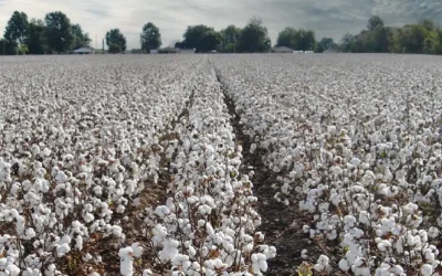 Foto petición de ASAJA, el uso del tidiazuron para defoliar el algodón
