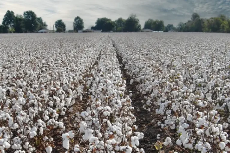 Foto petición de ASAJA, el uso del tidiazuron para defoliar el algodón