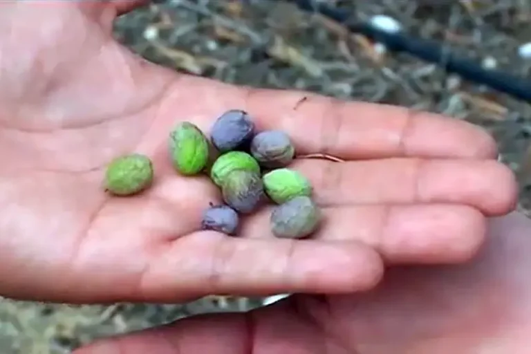 Foto la próxima ola de calor podría reducir un 15% la cosecha final de aceituna de mesa