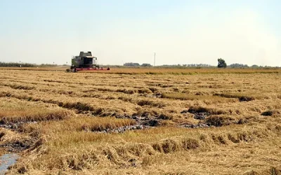 Foto El colapso del arroz europeo amenaza con secar los humedales de todo el continente