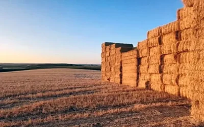 foto paja Estado de los cultivos y de la ganadería en la provincia de Sevilla del 13 al 19 de julio