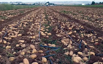 Foto Estado de los cultivos y de la ganadería en la provincia de Sevilla del 29