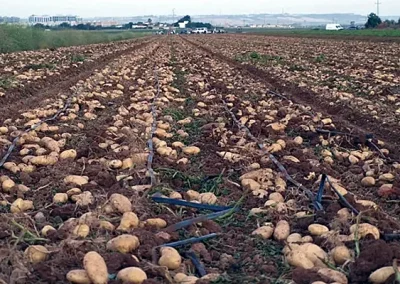 Foto Estado de los cultivos y de la ganadería en la provincia de Sevilla del 29