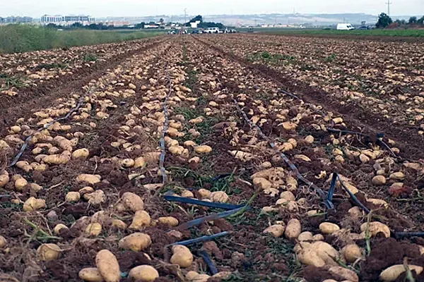Foto Estado de los cultivos y de la ganadería en la provincia de Sevilla del 29