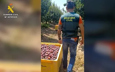 La Guardia Civil investiga a tres personas por la apropiación indebida de 30 toneladas de ciruelas en Villaverde del Río