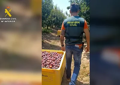 La Guardia Civil investiga a tres personas por la apropiación indebida de Foto La Guardia Civil investiga a tres personas por la apropiación indebida de 30 toneladas de ciruelas en Villaverde del Río