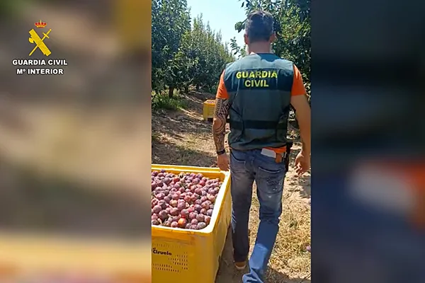 Foto La Guardia Civil investiga a tres personas por la apropiación indebida de 30 toneladas de ciruelas en Villaverde del Río