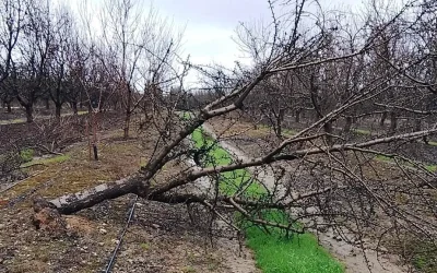 Comienza el período para contratar el seguro de cultivos herbáceos extensivos para la cosecha 2027