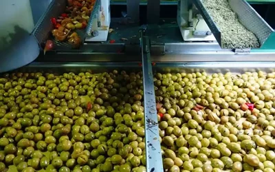 20261021aceitunasfotojunta