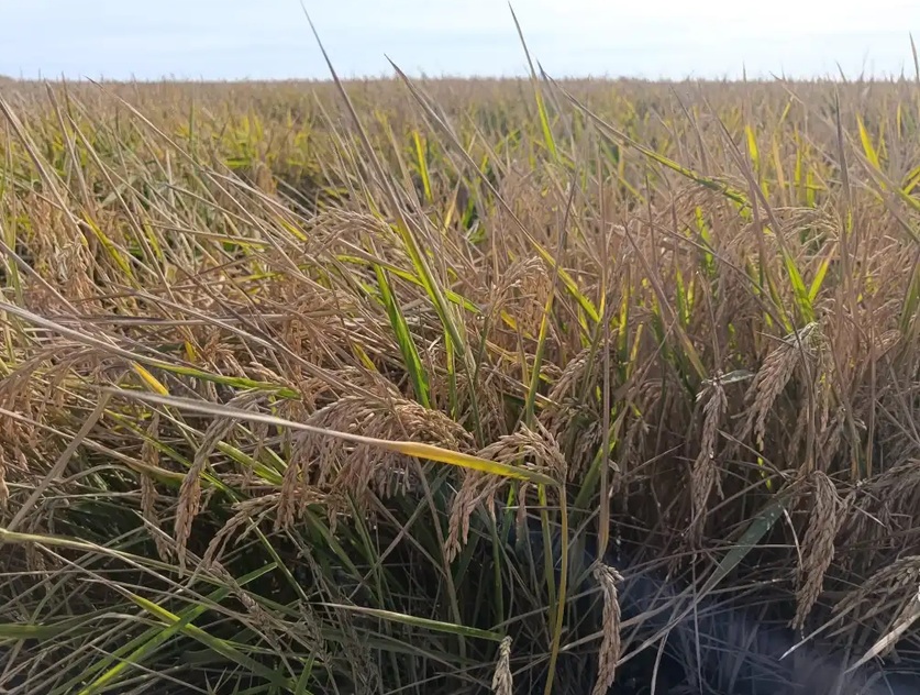 20261030arrozfotoconsejeria