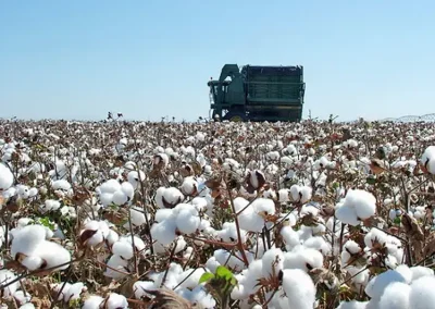 Foto maquina algodon ASAJA-Andalucía defiende una estrategia consensuada que preserve la ayuda y la rentabilidad del algodón