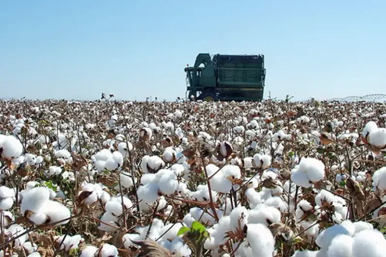 Foto maquina algodon ASAJA-Andalucía defiende una estrategia consensuada que preserve la ayuda y la rentabilidad del algodón