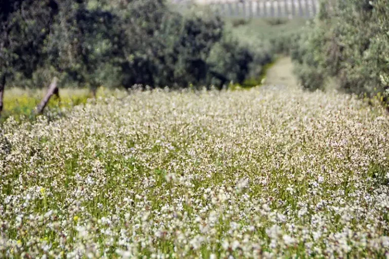 Foto ASAJA-Sevilla pone en marcha el proyecto BIOLIVAR