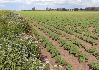 Foto ASAJA-Sevilla pone en marcha el proyecto Sembrando biodiversidad