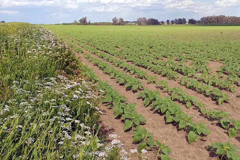 Foto ASAJA-Sevilla pone en marcha el proyecto Sembrando biodiversidad