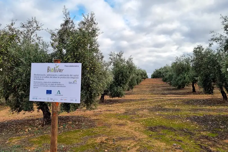 El proyecto BIOLIVAR se presenta en la comarca de Estepa Foto El proyecto BIOLIVAR se presenta en la comarca de Estepa