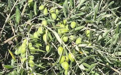 Foto aceitunas Estado de los cultivos y de la ganadería en la provincia de Sevilla del 21 al 27 de septiembre