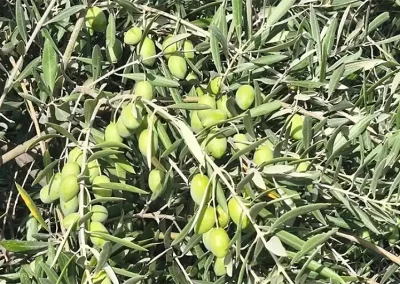 Foto aceitunas Estado de los cultivos y de la ganadería en la provincia de Sevilla del 21 al 27 de septiembre