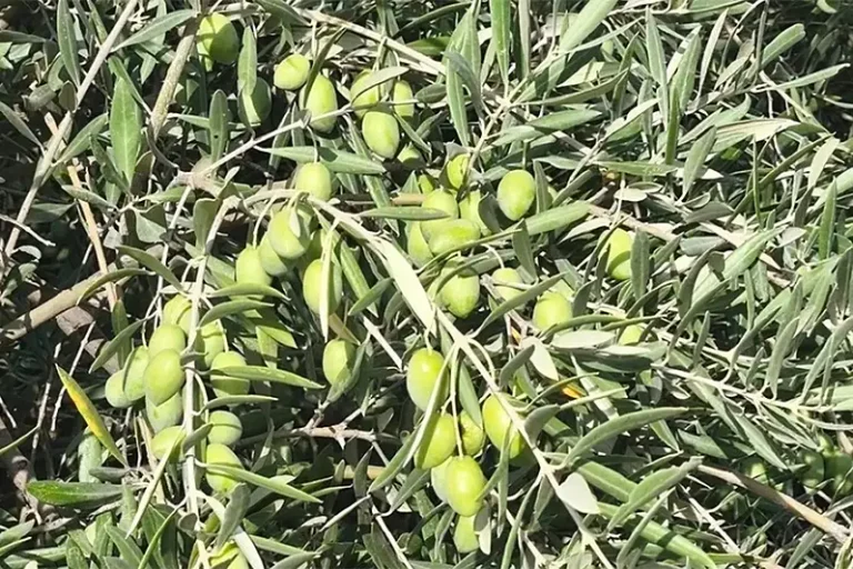 Foto aceitunas Estado de los cultivos y de la ganadería en la provincia de Sevilla del 21 al 27 de septiembre