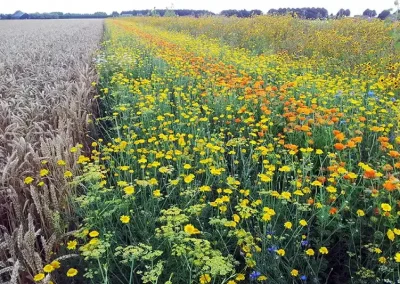 Foto La Red PAC impulsa en Carmona la adopción de buenas prácticas de biodiversidad en tierras agrícolas andaluzas