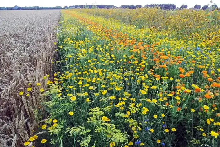 Foto La Red PAC impulsa en Carmona la adopción de buenas prácticas de biodiversidad en tierras agrícolas andaluzas