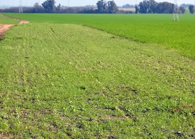 Foto La nueva PAC pondrá a prueba el nivel de aceptación de los márgenes de biodiversidad por parte del sector agrario